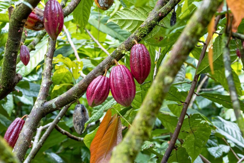 Chocolate Tour in the Rainforest