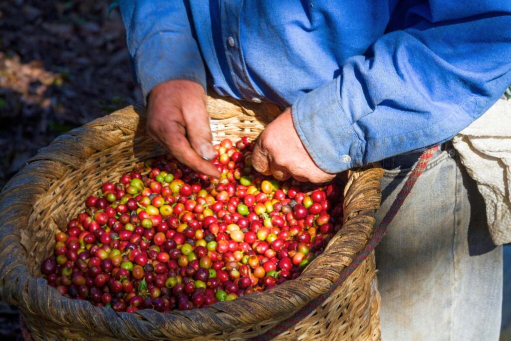 Coffee Tour in the Rainforest