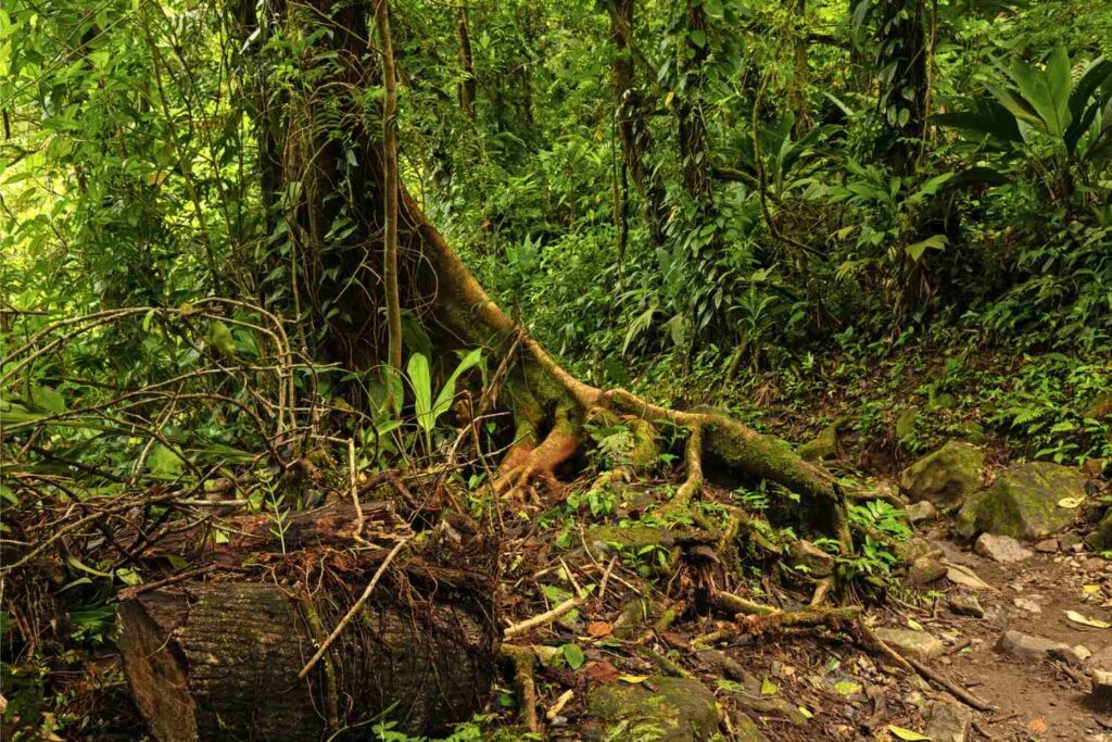 Explore the Monteverde Cloud Forest Reserve