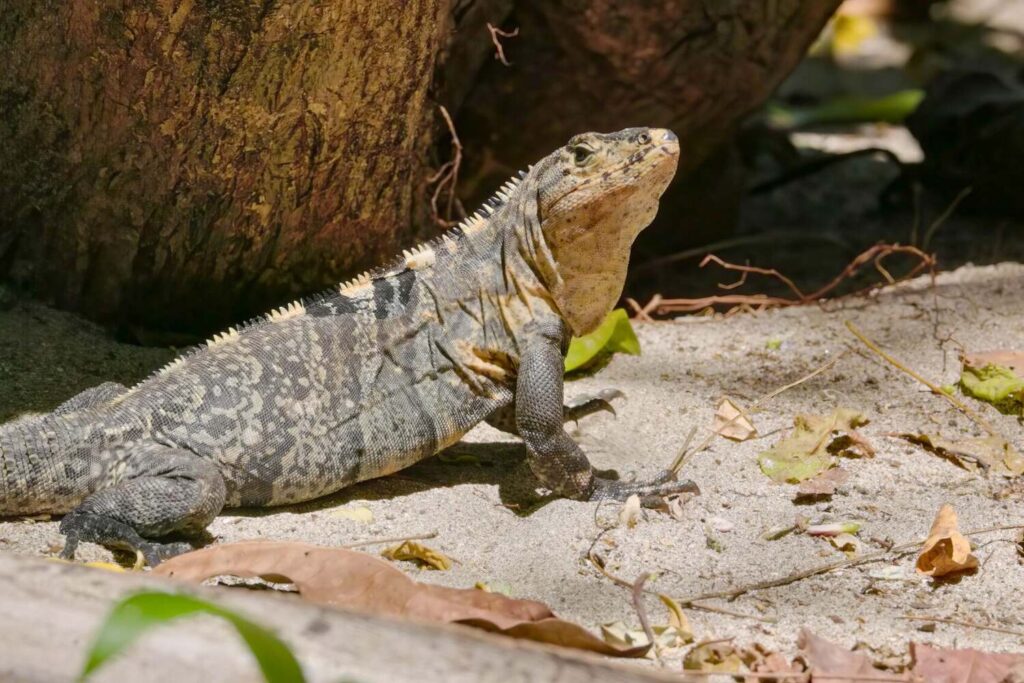 Iguana at Manuel Antonio National Park, Costa Rica