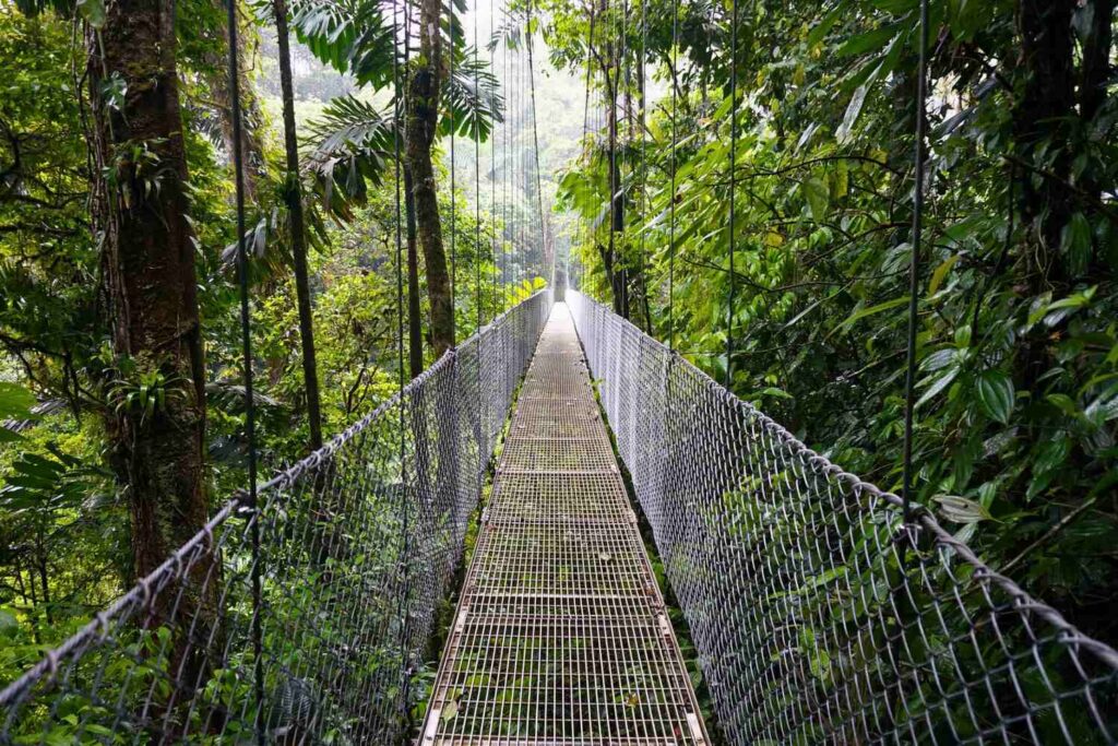 Mistico Hanging Bridges for Jungle Views