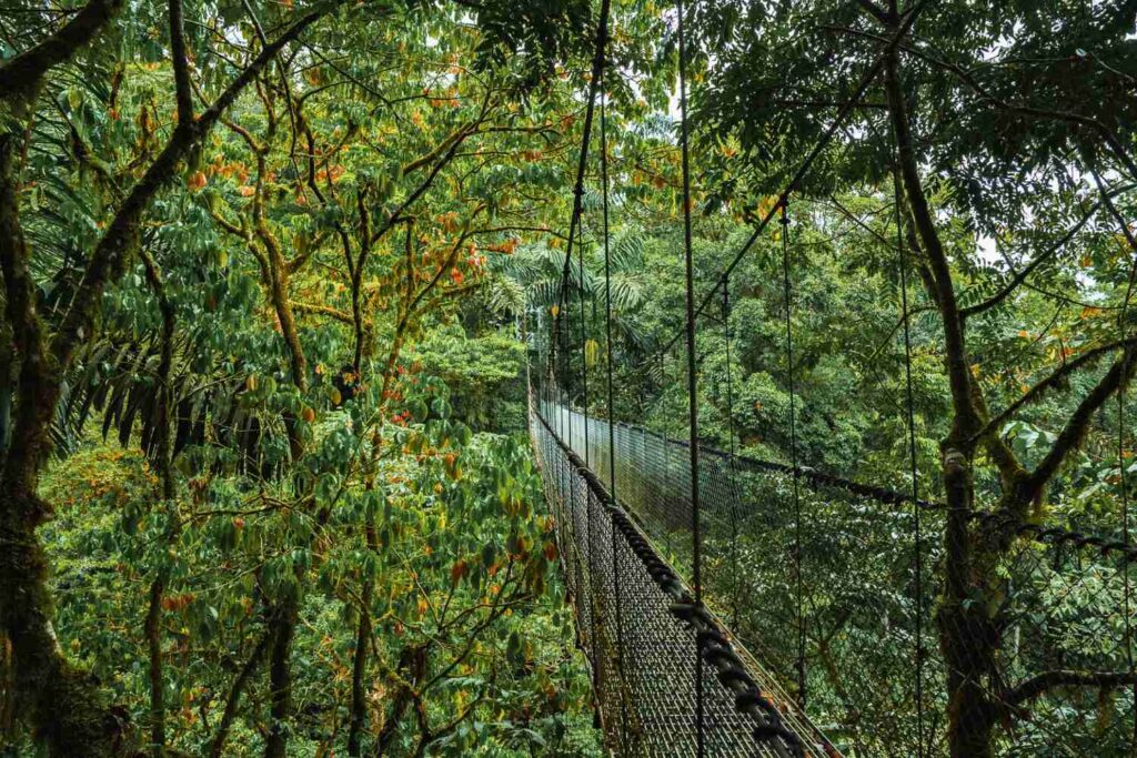 Monteverde Cloud Forest Reserve