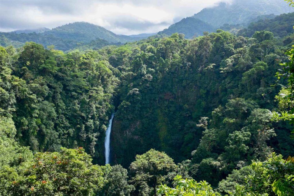 Monteverde Forest in Costa Rica