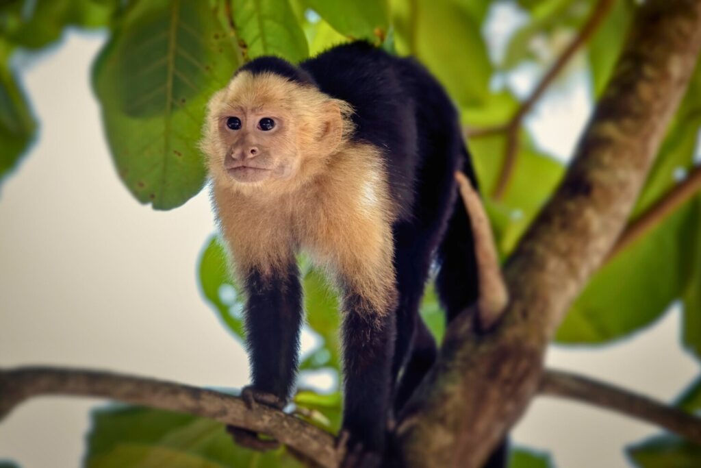 Capuchin monkey standing on a tree branch