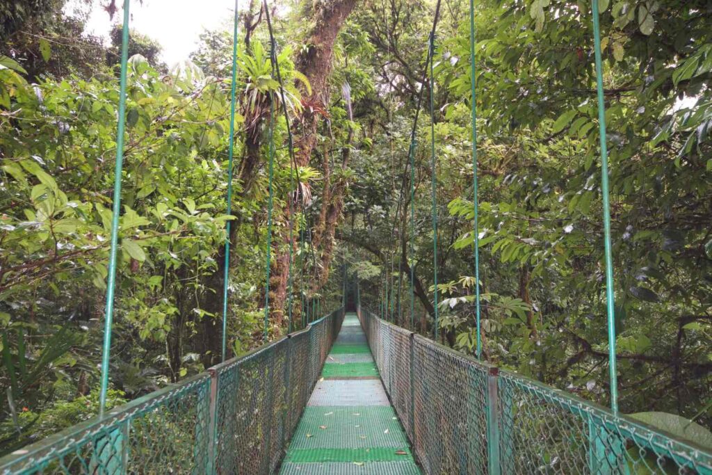 Hanging bridge surrounded by dense Monteverde rainforest.