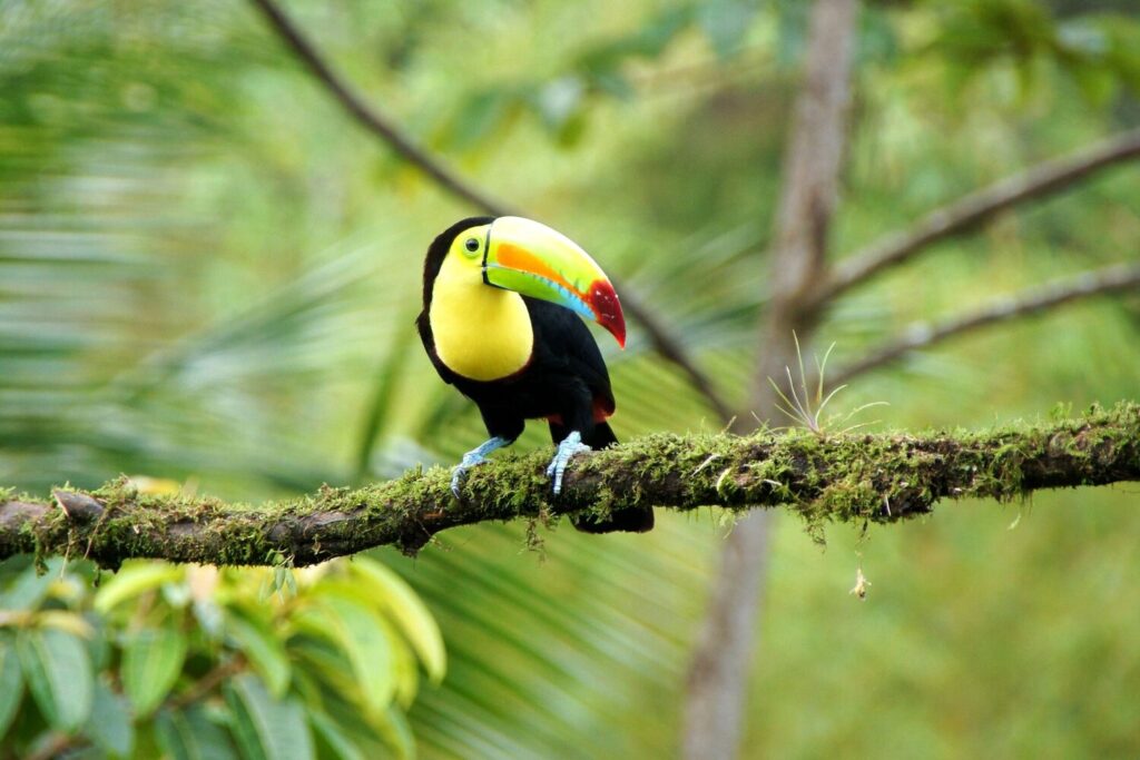 Keel-billed toucan resting on a mossy branch
