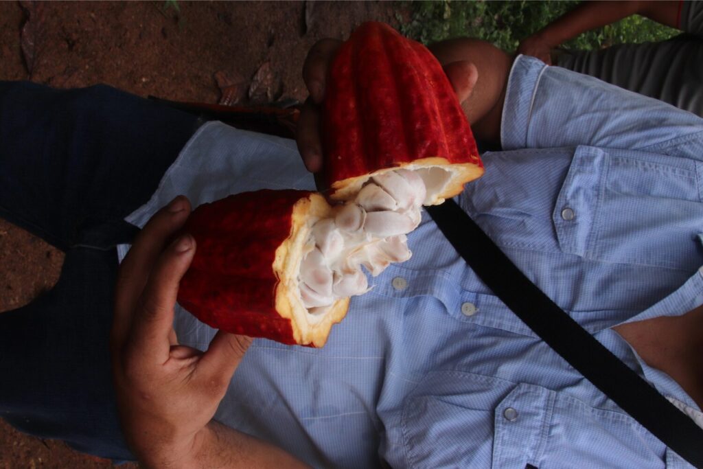Person holding open cacao pod with seeds