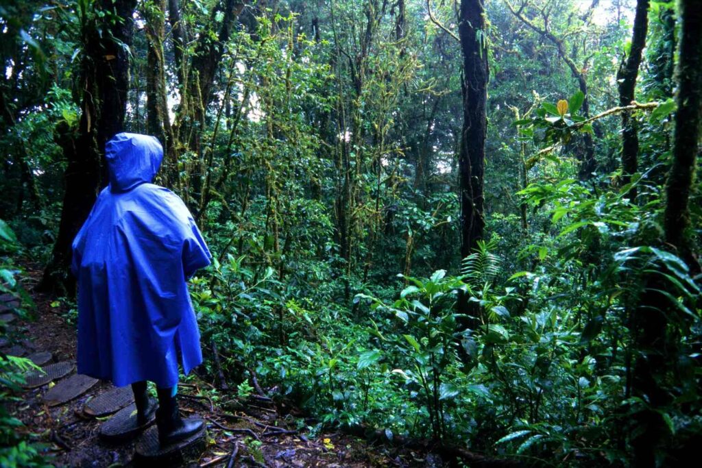 Person in raincoat walking through Monteverde cloud forest.