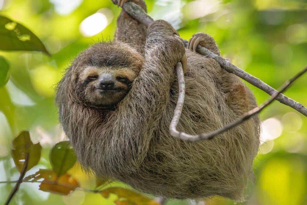 Three-toed sloth hanging from a tree branch.