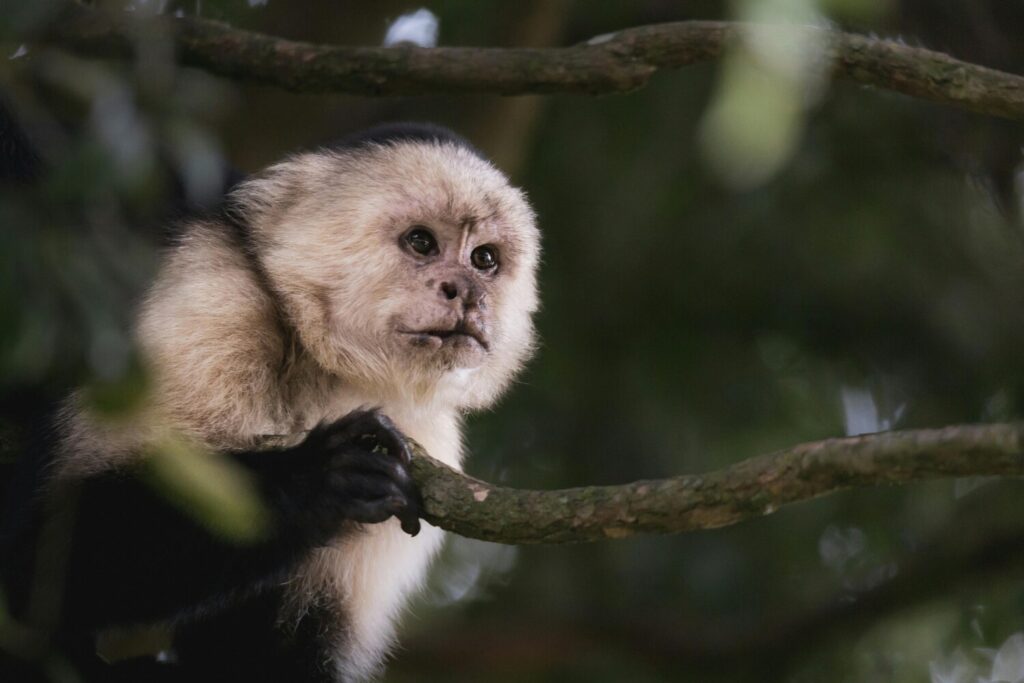 White-faced capuchin monkey sitting on a tree branch.