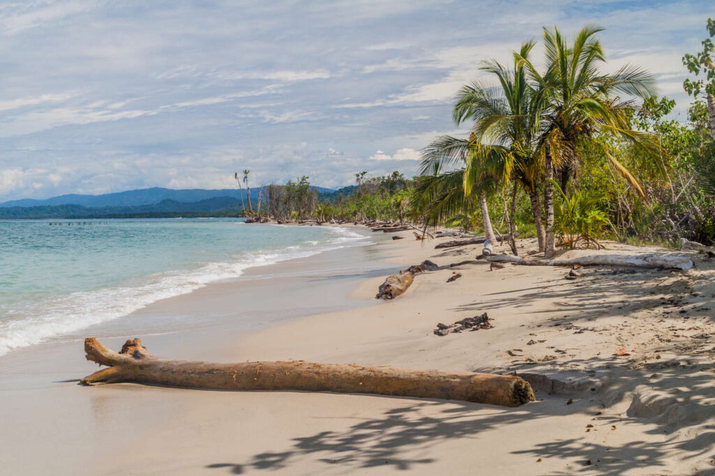 White sand beach in Puerto Viejo with palm trees and driftwood
