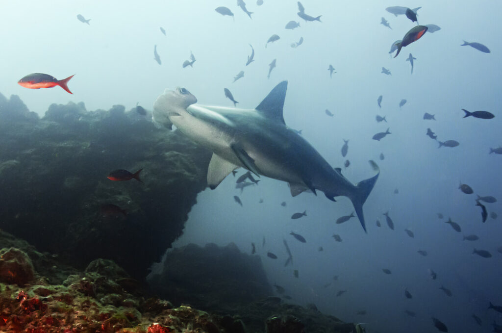 A Hammerhead Shark in Cocos Island in Costa Rica