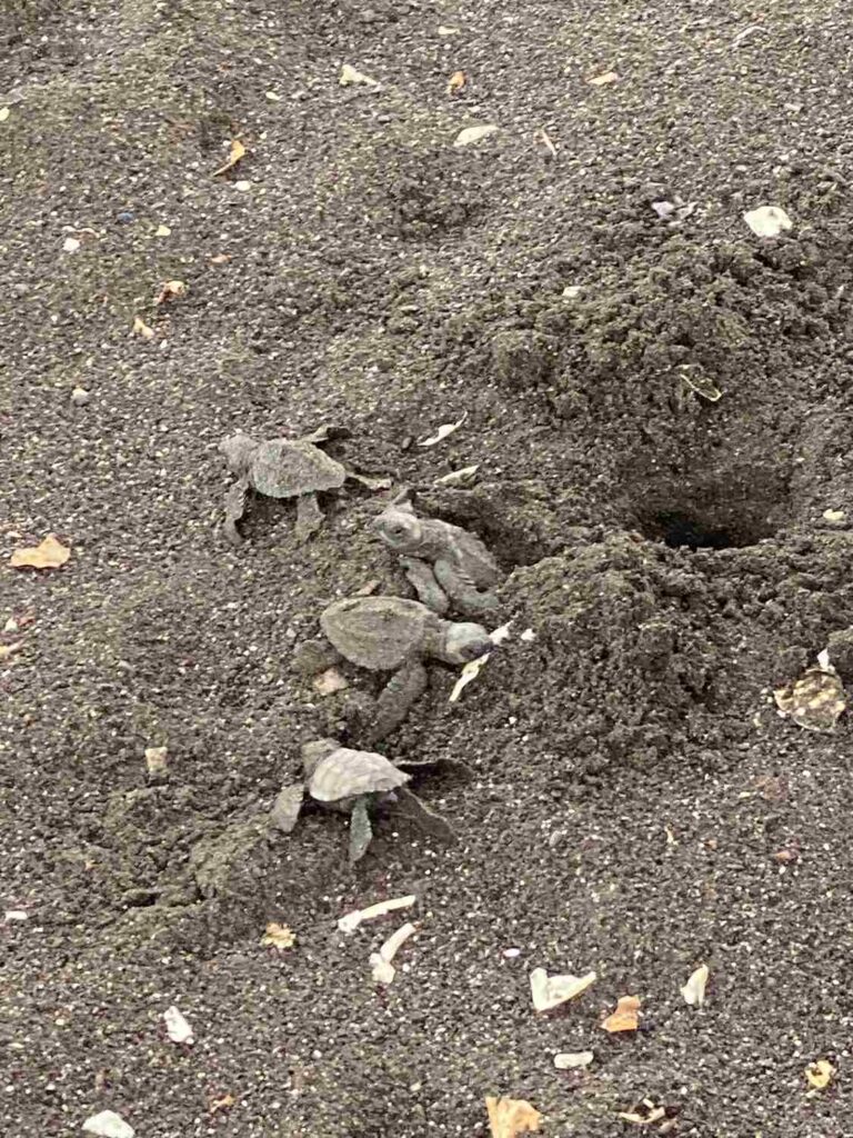 Baby turtles on the beach in Nosara
