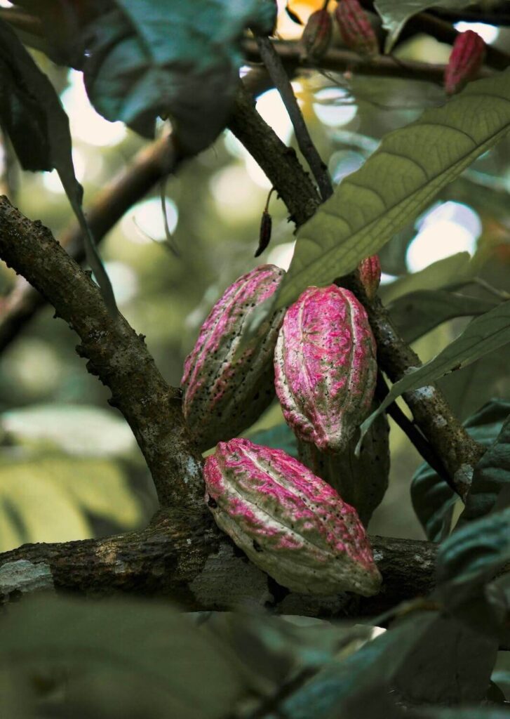 Chocolate in trees in Costa Rica