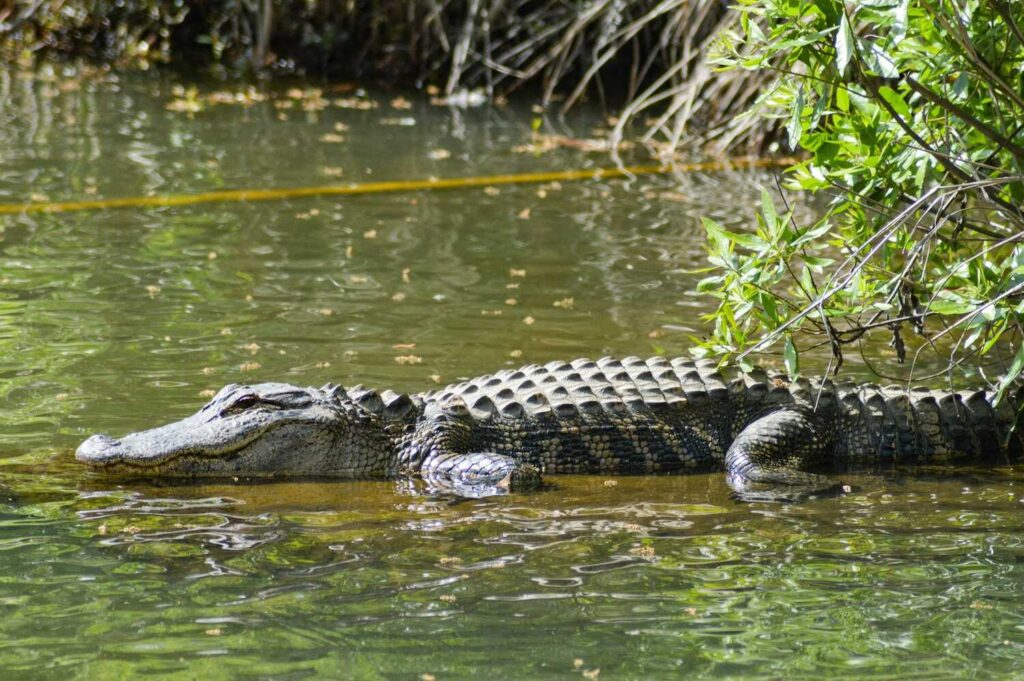 Crocodile at Tarcoles river