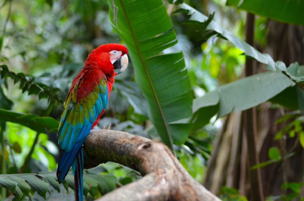 Parrot in Costa Rica