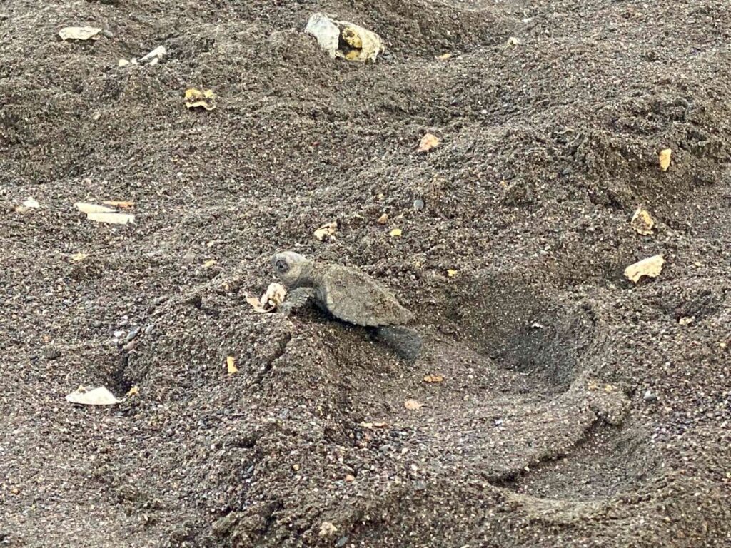 Watch Sea Turtles Nesting in Tortuguero National Park