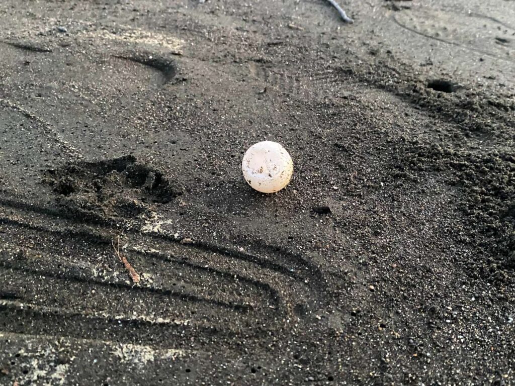 Turtle egg in Costa Rica