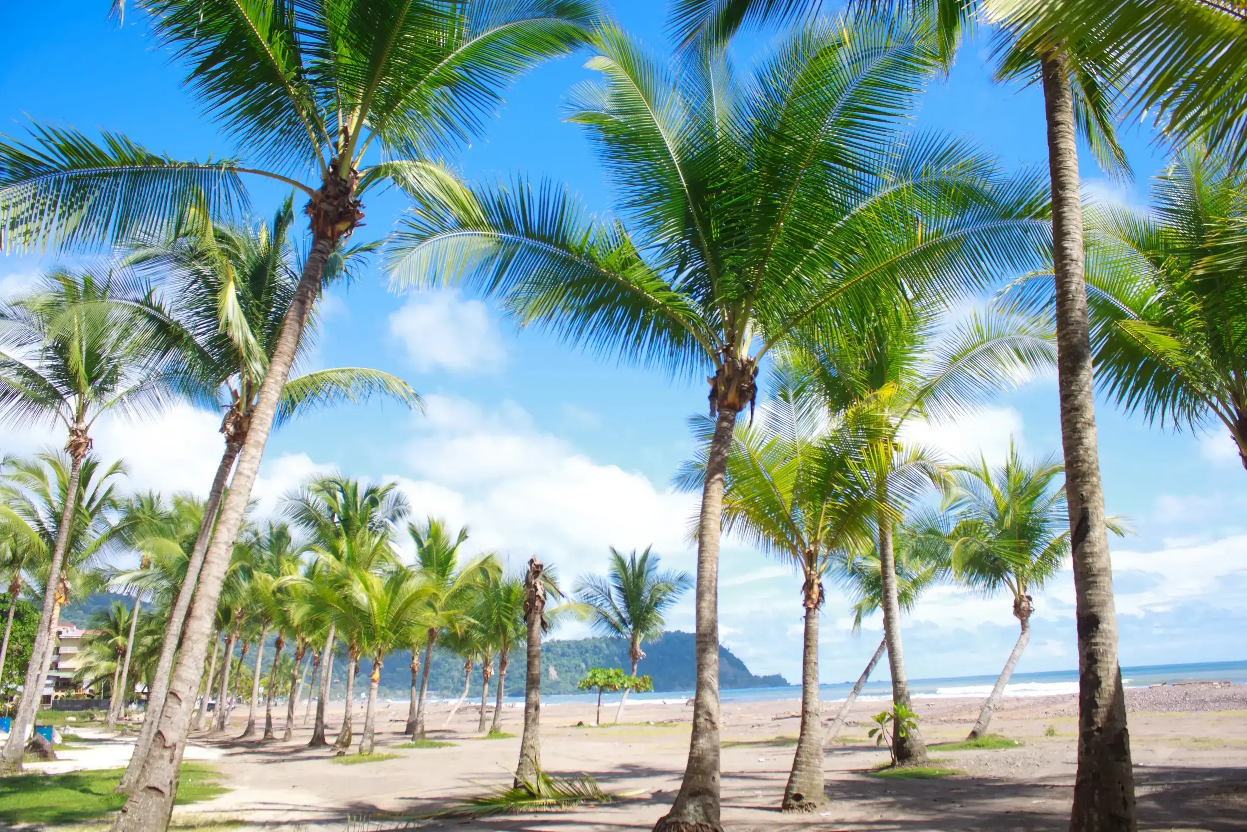 Beach with palm trees in Puerto Viejo de Talamanca, Costa Rica