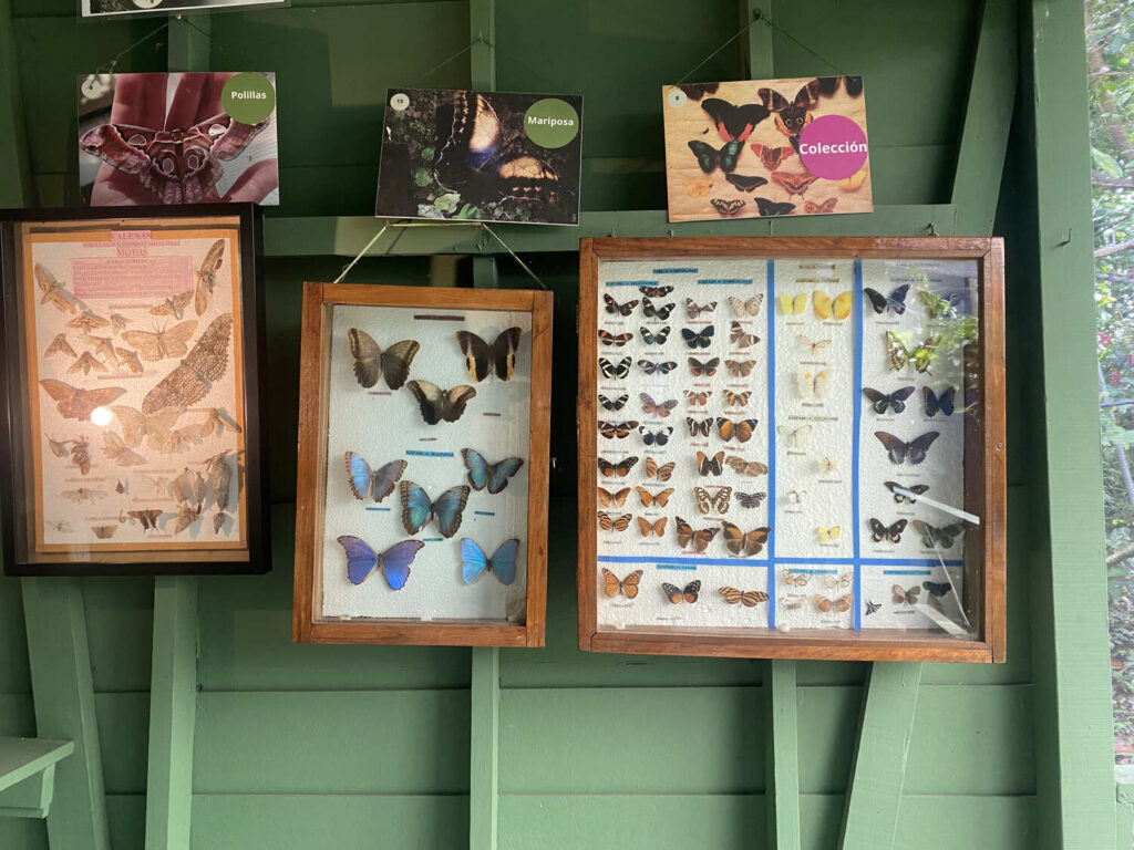 Butterfly Display Wall at Spirogyra