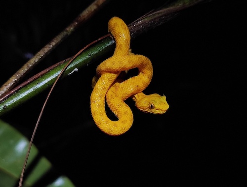 Night Walk Around La Fortuna