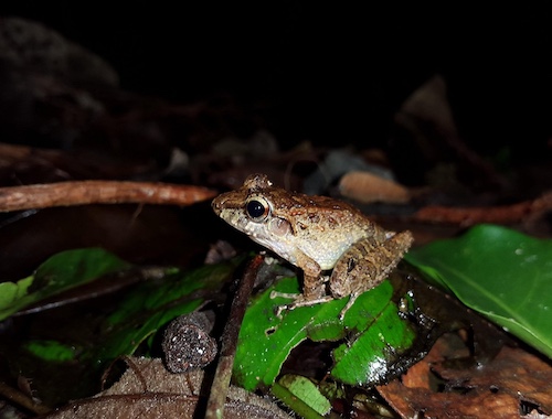 Night Walk Around The Arenal Volcano